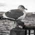 Bellingham Birds icon