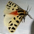 Moths &amp; Butterflies of Ventura &amp; Santa Barbara Counties icon