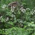 Headwaters Invasive Plant Collaborative Inventory icon
