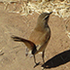 Birds of Botswana icon