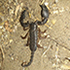 Scorpions of Botswana icon