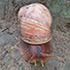 Botswana Molluscs  : Snails, slugs &amp; bivalves icon