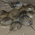 Horseshoe Crab Survey: Calvert County and Beyond! icon