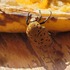 Escarabajos de Sabaneta icon