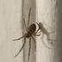 Steatoda nobilis in the British Isles icon