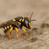 Gard - Hymenoptera icon