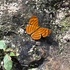 NEEDS ID - Peninsular Malaysia Butterflies icon