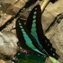 NEEDS ID except SL Liew - Peninsular Malaysia Butterflies icon