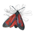Bioblitz Kutaisi Botanic Garden 2024 icon