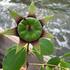 Ranong Biosphere Reserve Mangroves 2024 icon