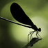 Dragonflies &amp; Damselflies (Order Odonata), Cabarrus County, North Carolina, United States icon