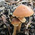 Angus Perthshire Fife Mycoblitz icon