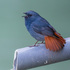 Wildlife of Tajikistan icon