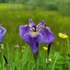 Plants and Fungi of SE Alaska icon