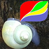 Gastropods of Sulawesi icon