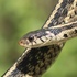 Snakes of South-Central Virginia icon