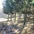 Bosque de los Pinos Junín icon