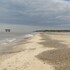 Species Diversity at Sizewell Beach, Suffolk UK icon