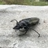 INSECTS OF BHUTAN icon