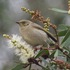 Great Southern Bioblitz 2024: Northern Rivers NSW icon