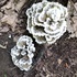 Fungi of Nolde Forest icon
