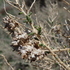 Vegetation in winter, including remains, in Montana icon