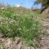 Cardamine occulta in the British Isles icon
