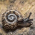 Gastropods of Northern Idaho icon