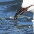 Tropical Stray Watch icon