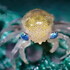 Crabs of the Northeast icon