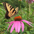 Charleston Butterfly Blitz 2024 icon