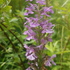 Native Orchid Conservation Inc icon