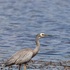 Epsom Wetland icon