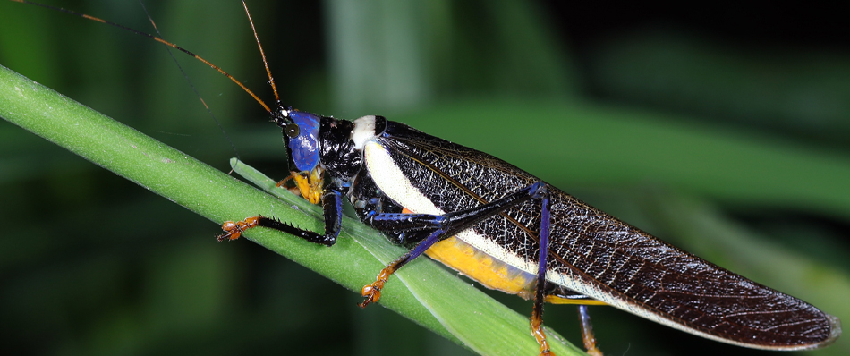 Israel Native Insects Best of iNaturalist: Insect Species · iNaturalist