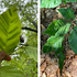 Tracking Beech Leaf Disease icon