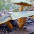 Fungi for Function surveys: Deep Creek icon