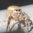 Spiders of Vancouver Island icon