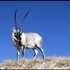 青藏高原生物多样性 Biodiversity of Tibetan Plateau icon