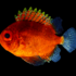 Tropical Strays icon