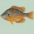 Fish of Washtenaw County icon