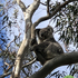 Ballarat Region Koala Sightings icon
