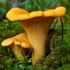 Mushrooms or Washtenaw County icon