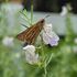 2024 Fall Coastal Georgia Butterfly Count icon