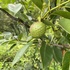 PLANTES PITAG icon