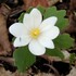 Flowering Plants of Washtenaw County icon
