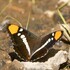 Biodiversity of Northeast California icon