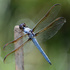 Odonata of West Virginia icon