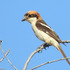 Birds of Algarve, Portugal icon