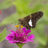 EIU BIO 4832 Butterfly Project (Fall 2024) icon