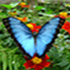 La Buitrera Santuario de Mariposas icon